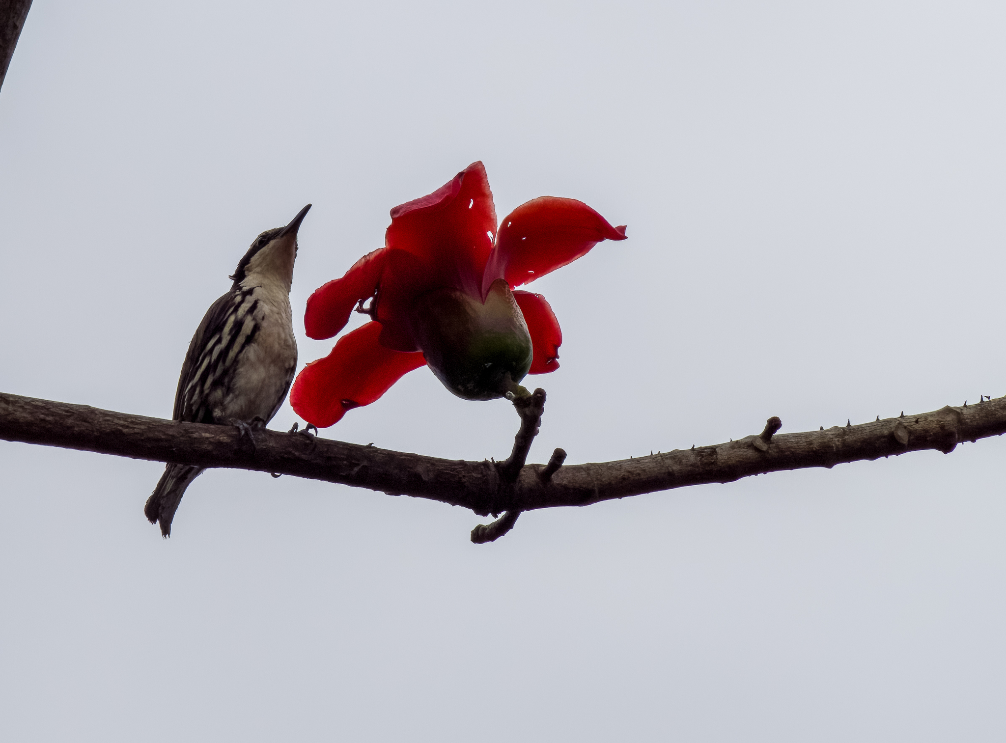 Stripe-headed Rhabdornis (Rhabdornis mystacalis), photo 1