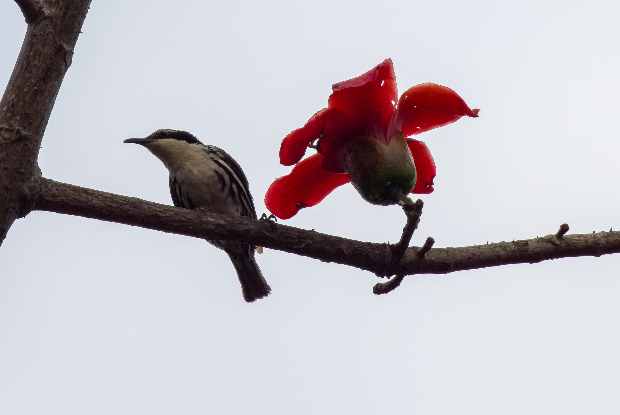 Stripe-headed Rhabdornis (Rhabdornis mystacalis), photo 2