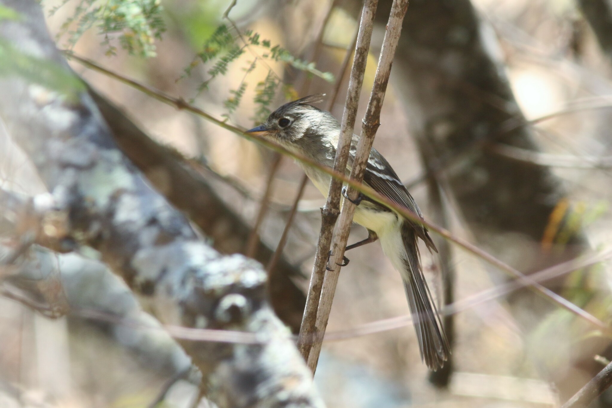Pileated Flycatcher (Xenotriccus mexicanus), photo 2
