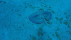 Dactylopterus volitans