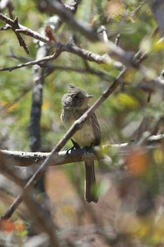 Pileated Flycatcher (Xenotriccus mexicanus)