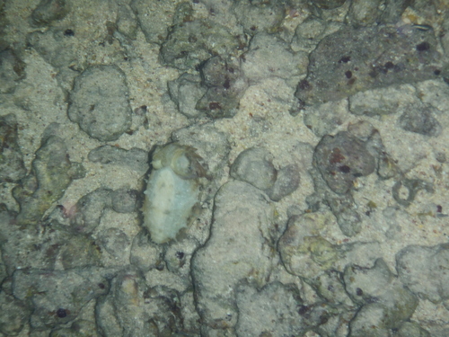 Rhombosepion prashadi