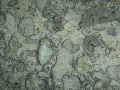 Sepia prashadi