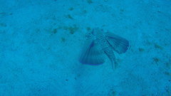 Dactylopterus volitans