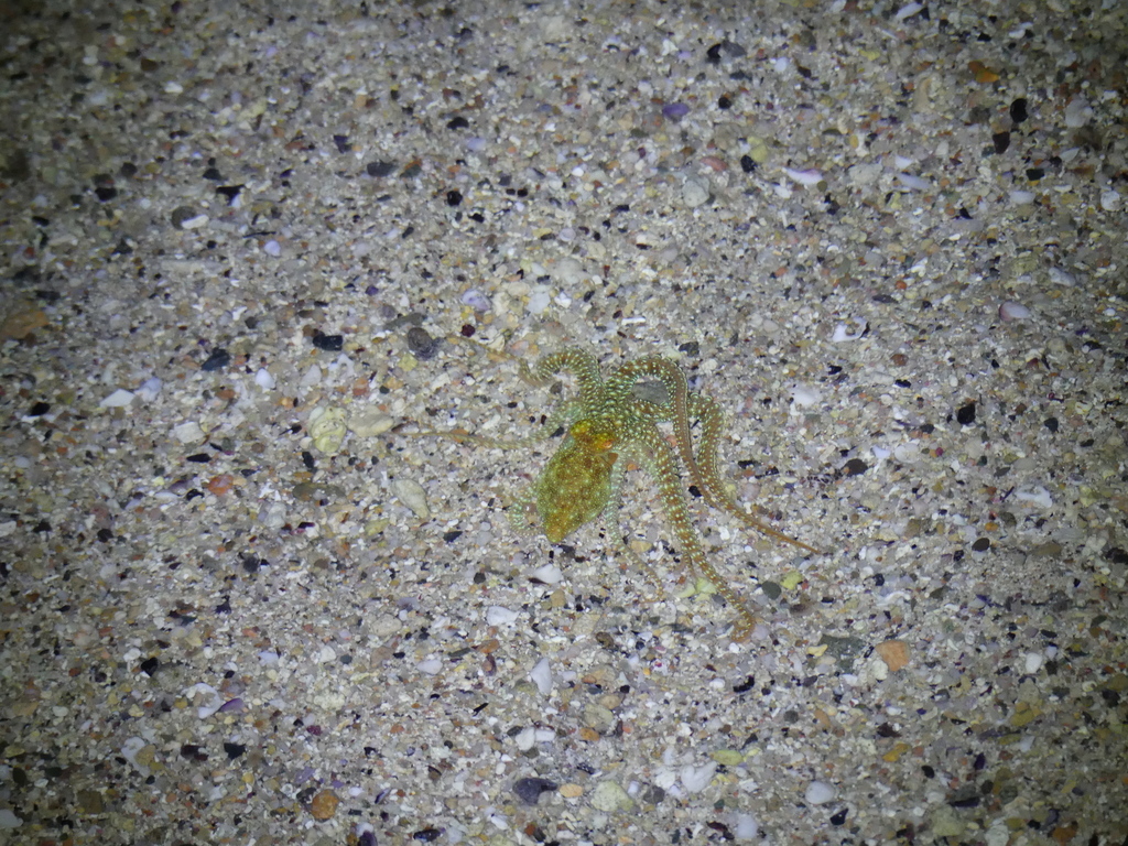 Night Octopuses
