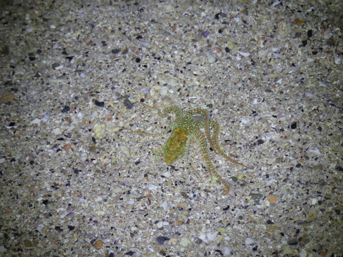 Night Octopuses