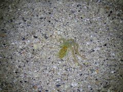 Callistoctopus ornatus