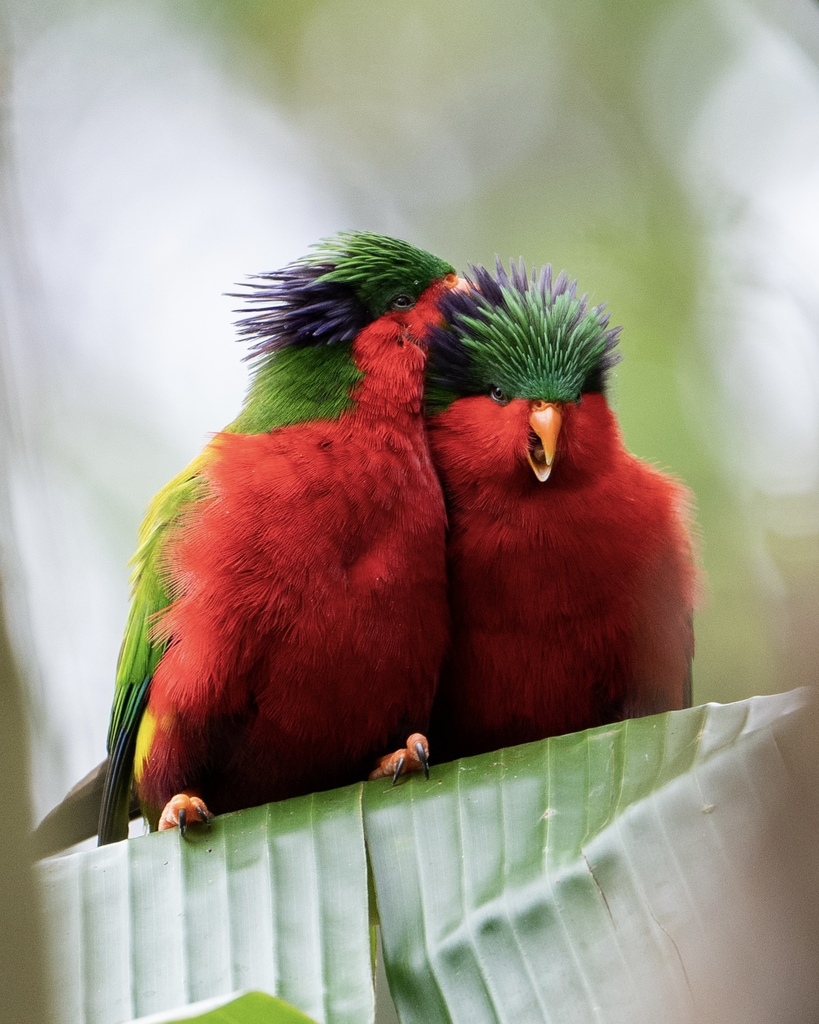Polynesian Lorikeets