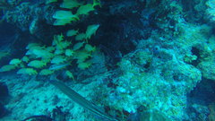 Haemulon flavolineatum