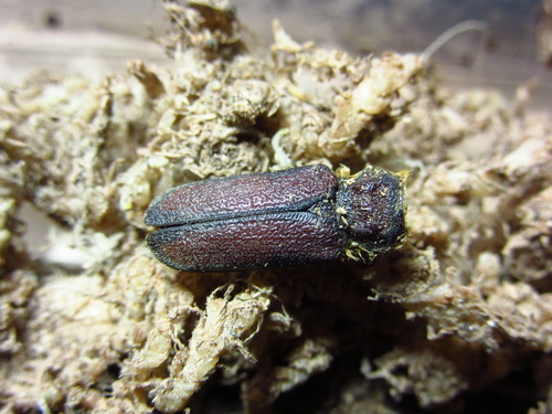 Deretrachys chilensis · iNaturalist