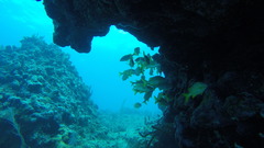 Haemulon flavolineatum