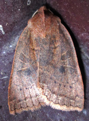 Epiglaea decliva
