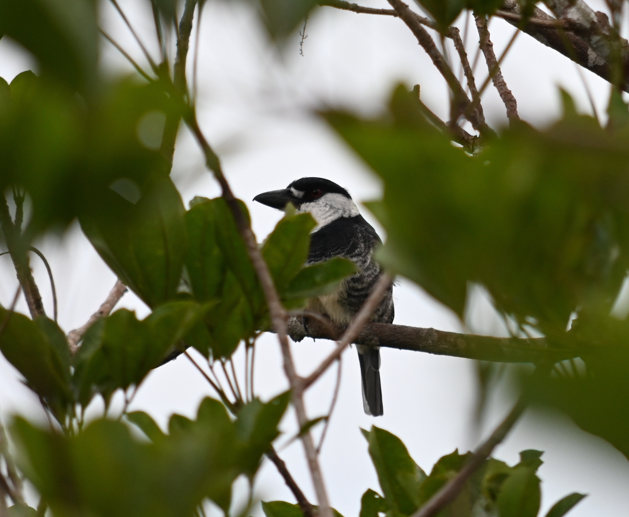 Guianan Puffbird (Notharchus macrorhynchos), photo 2