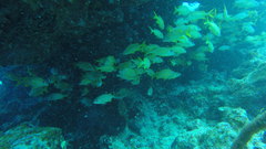 Haemulon flavolineatum