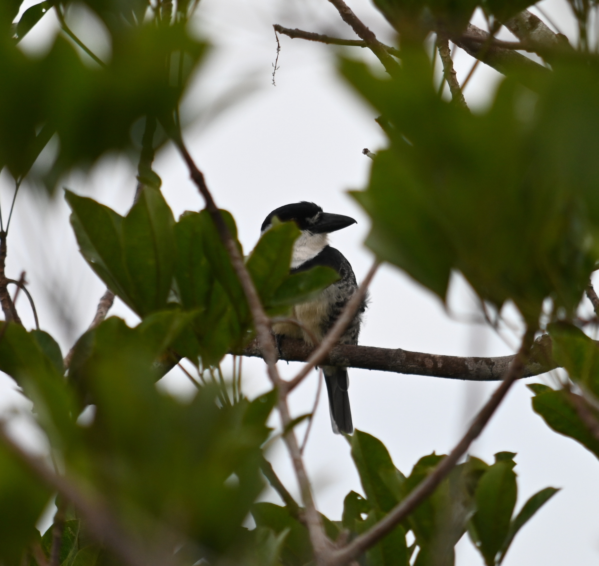 Guianan Puffbird (Notharchus macrorhynchos), photo 1