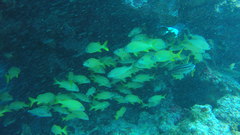 Haemulon flavolineatum