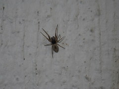 Dictyna calcarata