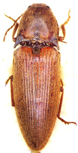 Propsephus, 2005-12-14
