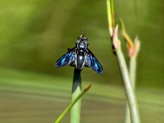 Hermya