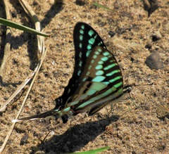 Graphium policenes policenes