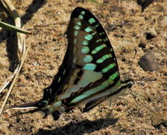 Graphium policenes policenes