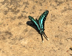 Graphium policenes policenes