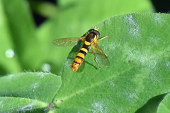 Sphaerophoria philanthus