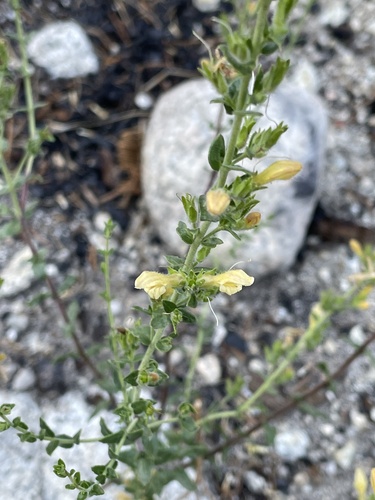 Image of Keckiella rothrockii by (c) Max Miley, some rights reserved (CC BY)