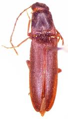 Propsephus puberulus