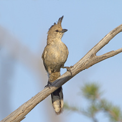 Chiming Wedgebill photo 5