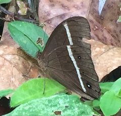 Parataygetis lineata