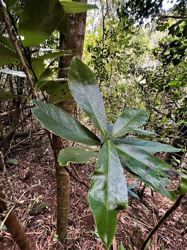 Isodendrion laurifolium observed 2022-03-02