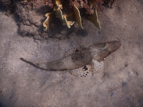Papilloculiceps longiceps