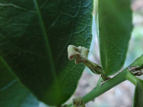Isodendrion laurifolium observed 2022-11-16