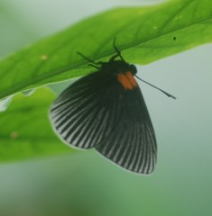 Hades noctula
