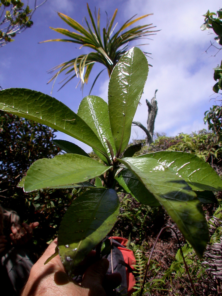 Isodendrion longifolium