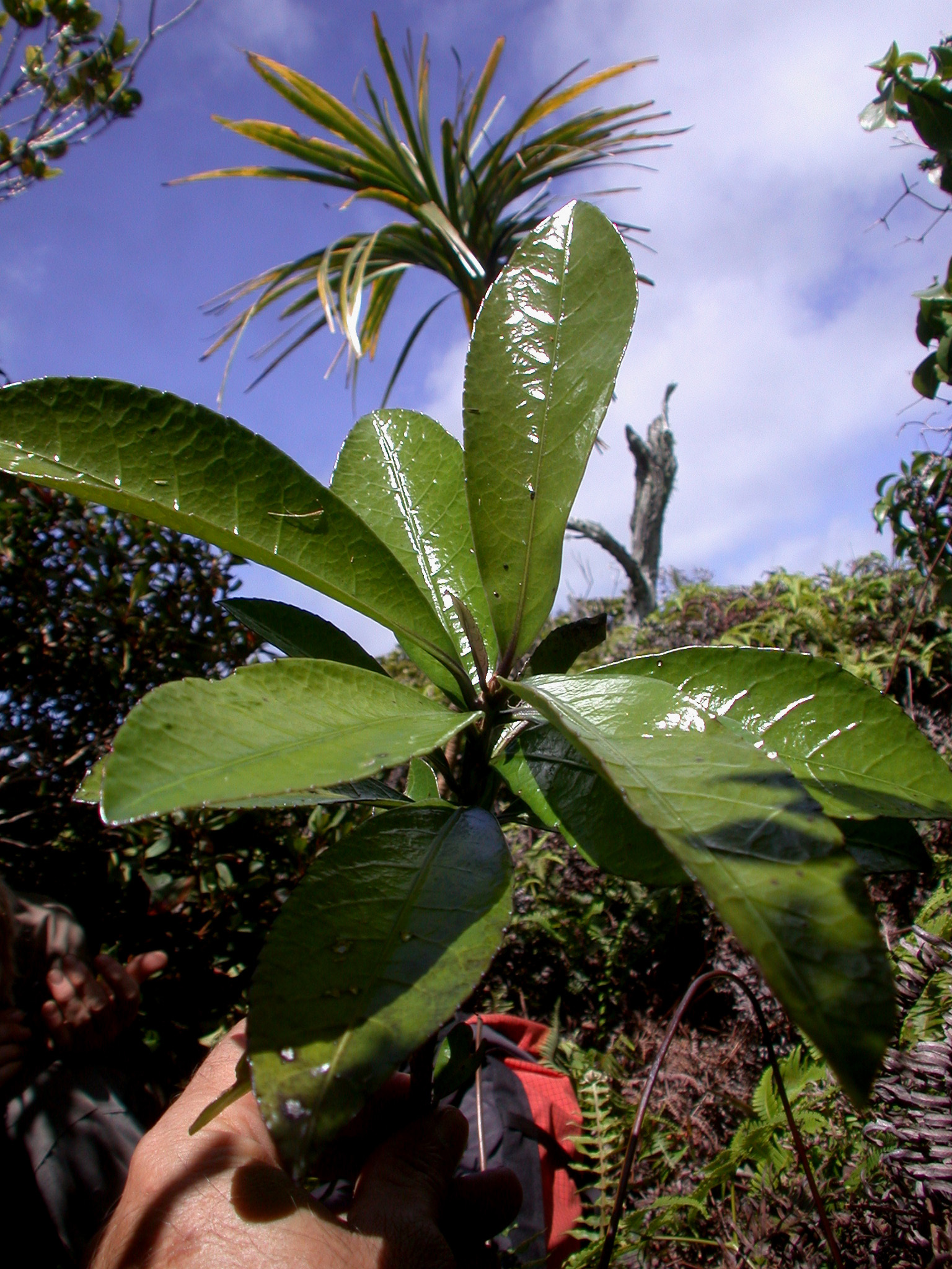 Isodendrion longifolium