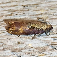 Episimus tyrius