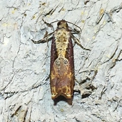 Episimus tyrius
