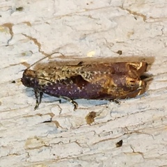 Episimus tyrius