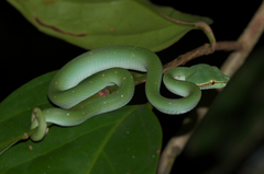 Tropidolaemus subannulatus