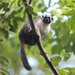 Geoffroy’s Tamarin - Photo (c) Carmelo López Abad, some rights reserved (CC BY-NC)
