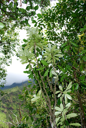 Isodendrion longifolium observed 2009-04-12