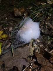 Hypomyces armeniacus