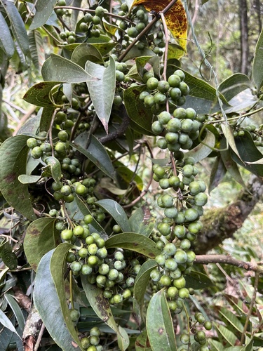 Lanceleaf greenbrier (Smilax domingensis)