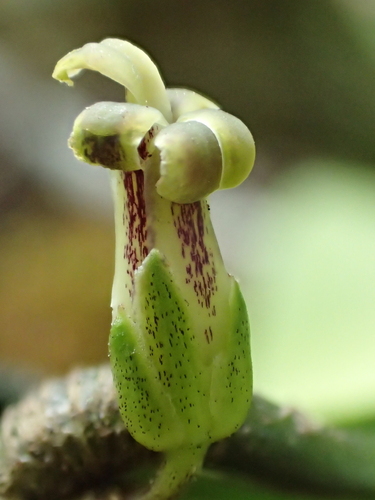 Isodendrion longifolium observed 2015-05-02