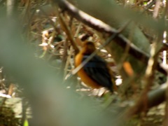 Cossypha natalensis natalensis