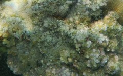 Corythoichthys flavofasciatus