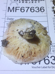 Hypomyces armeniacus