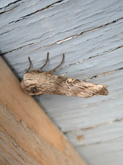 Lithomoia germana